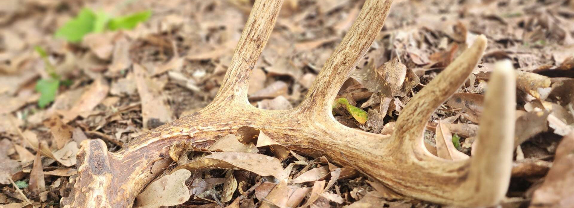 AntlerXtreme profile banner